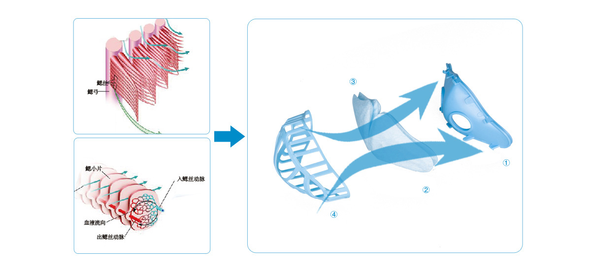 仿生科技：多元耦合仿生原理  鳃瓣式空气过滤单元由①过滤瓣基座②近端过滤瓣（左/右）③远端过滤瓣（左/右）③远端过滤瓣（左/右）
